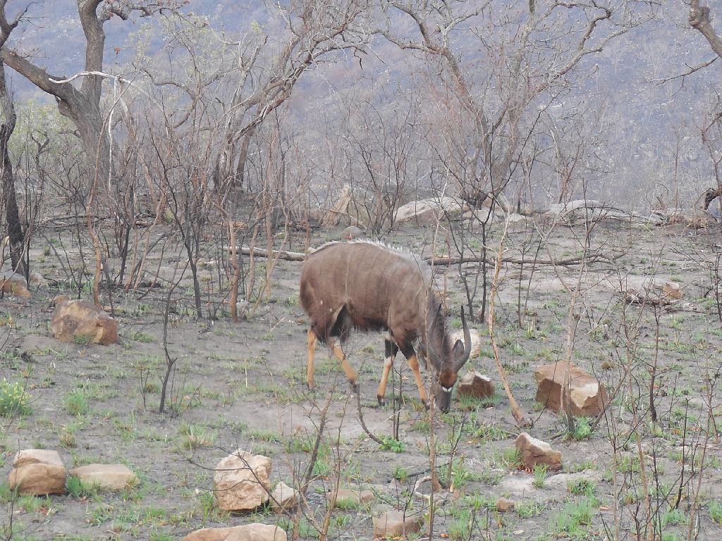 Suedafrika (303)